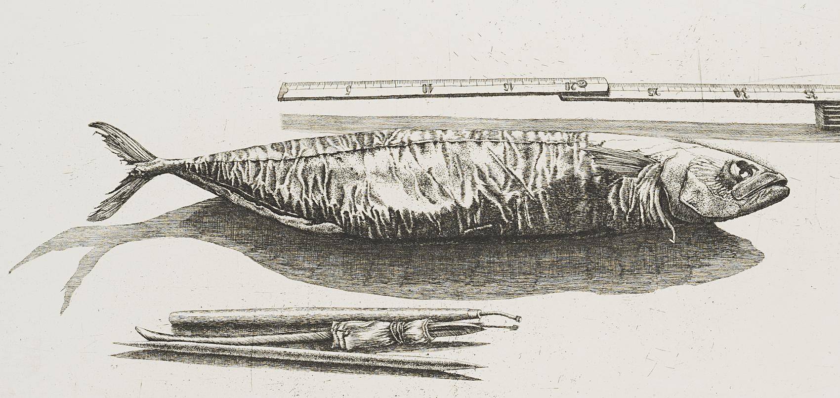 Radierfisch, 3. Zustand