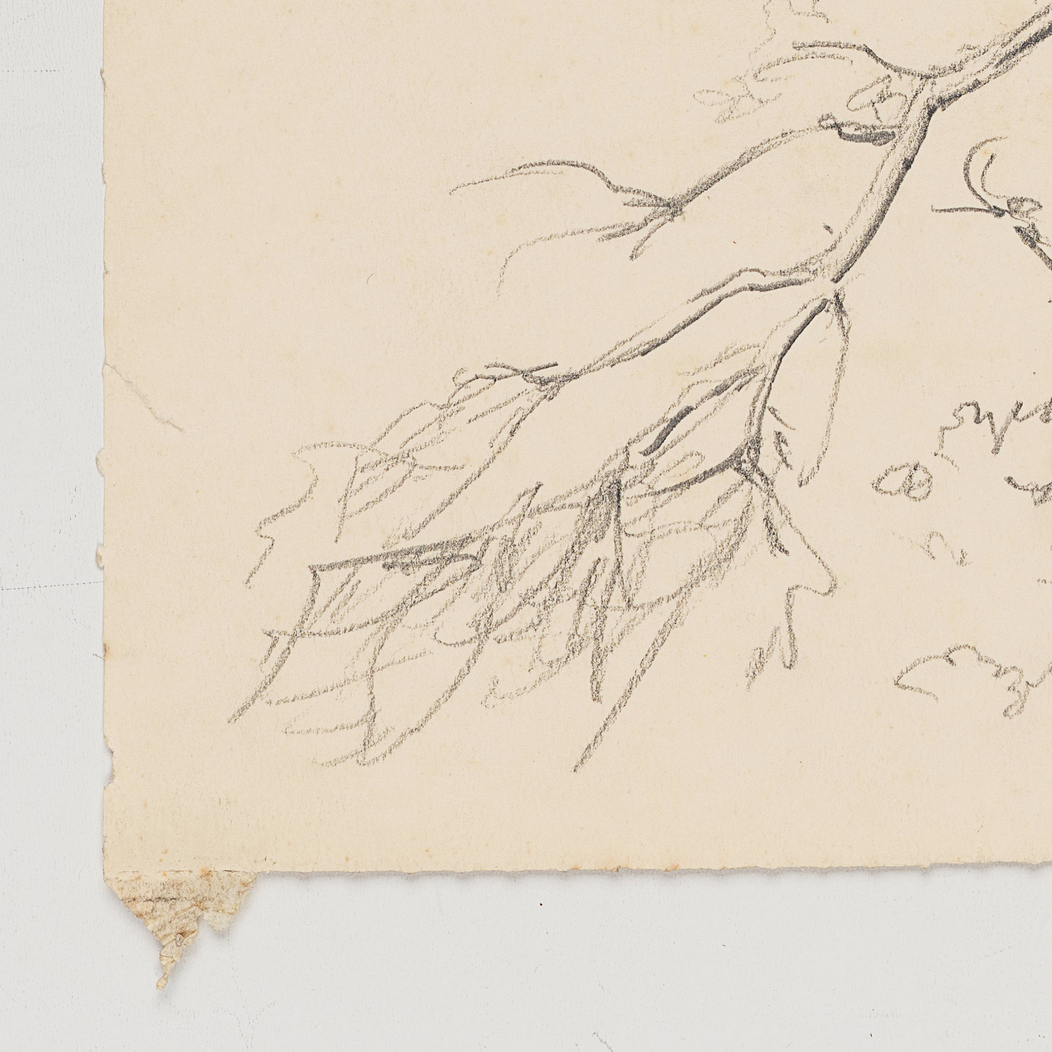 Studie eines Baums mit abgeknickter Krone