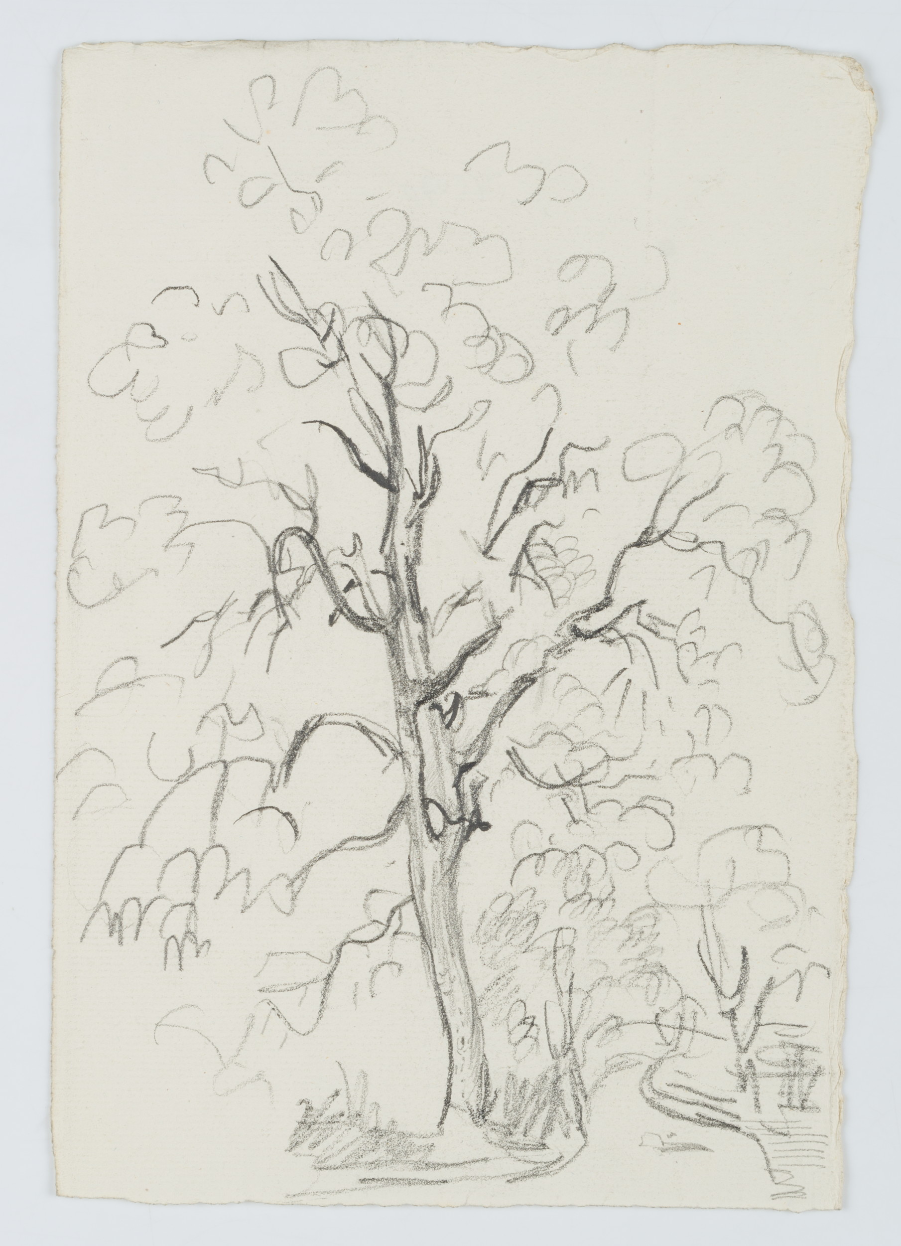 Baum am Wegrand