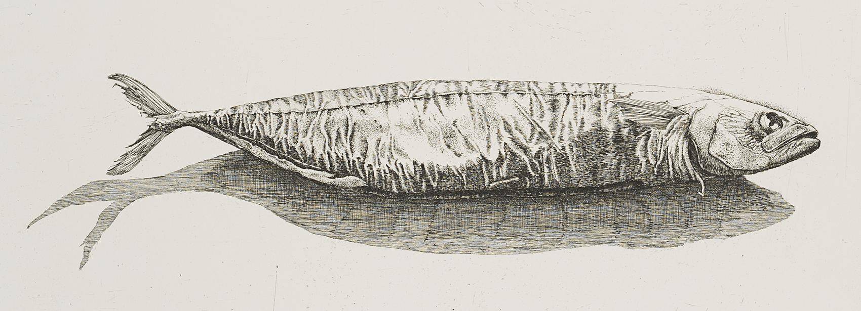 Radierfisch, 1. Zustand