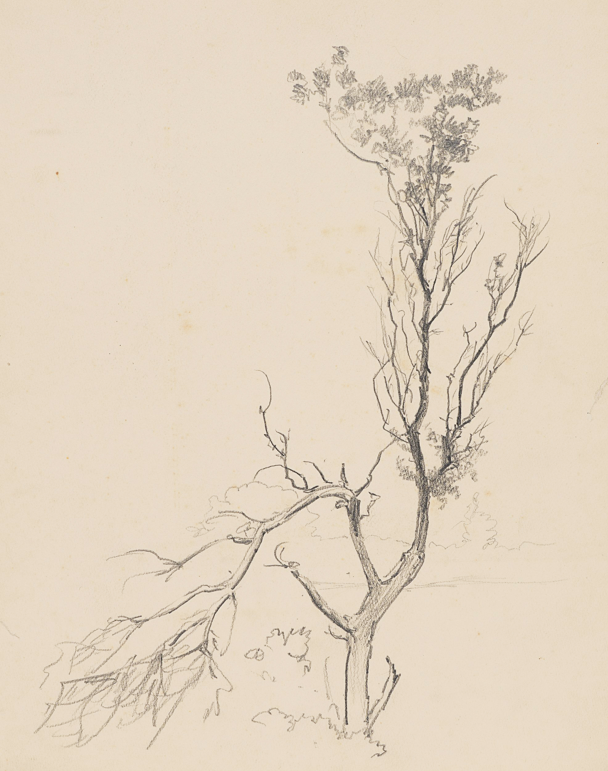 Studie eines Baums mit abgeknickter Krone