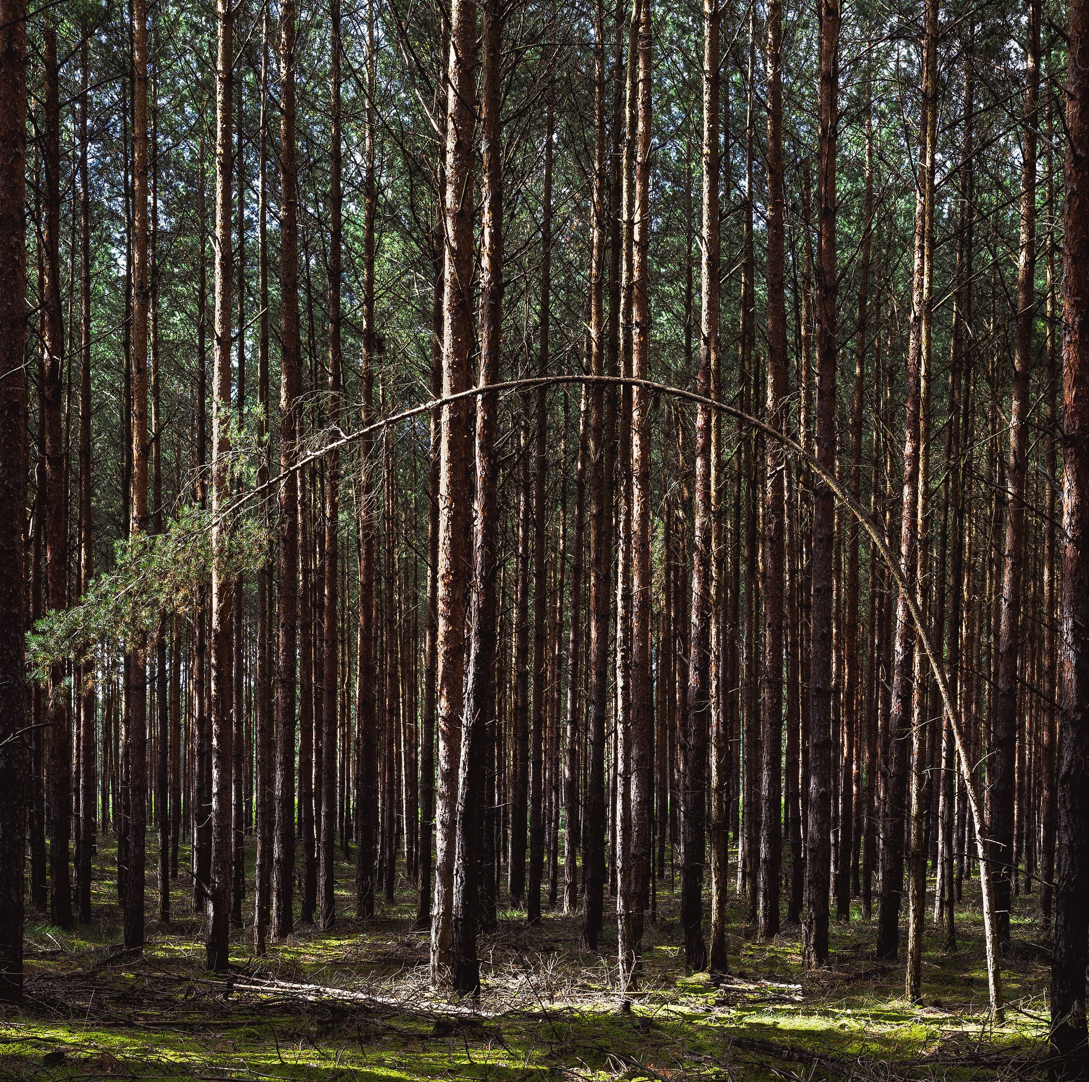 Waldesinneres II