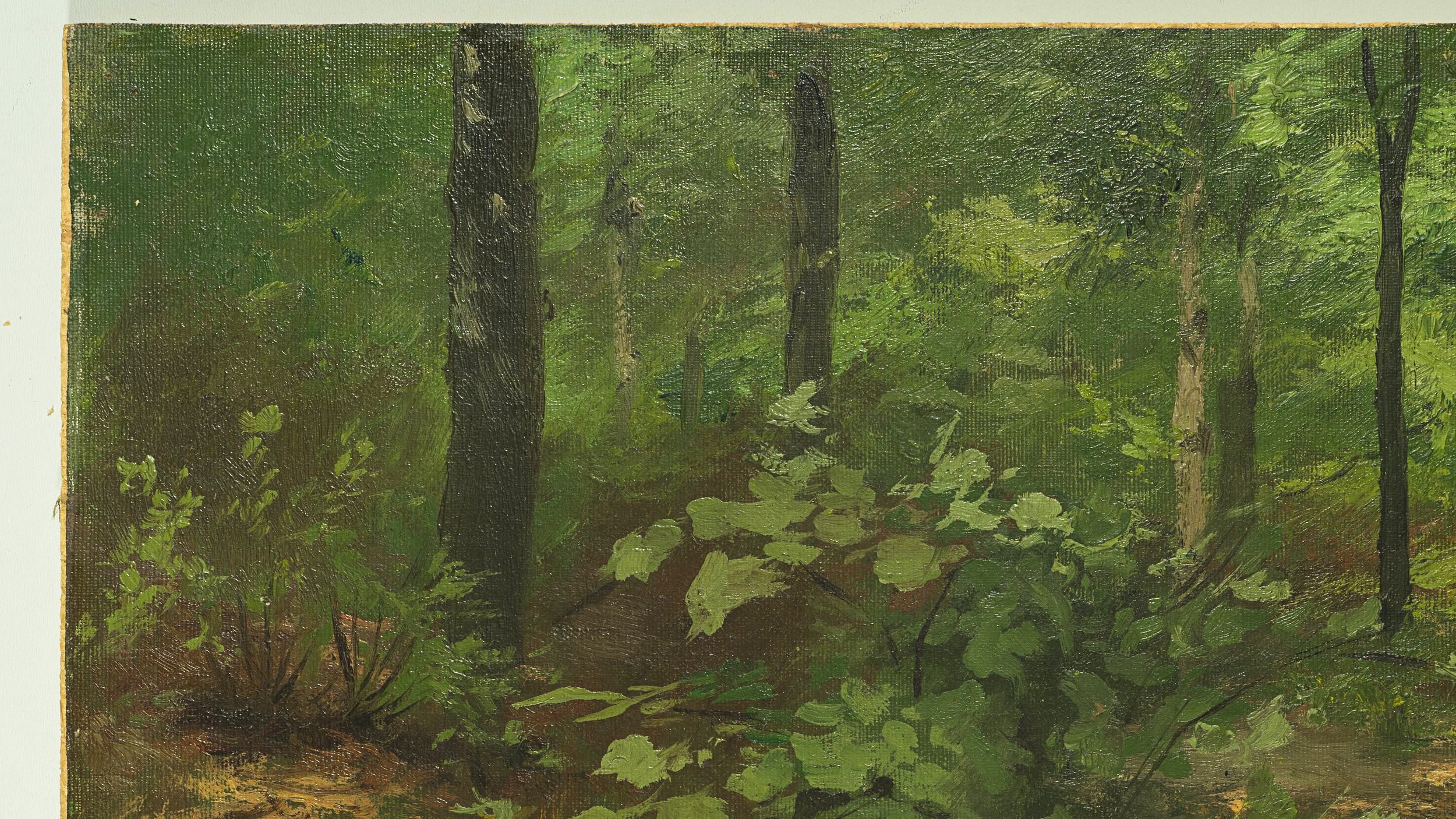 Waldbodenstrauch im Sommerwald