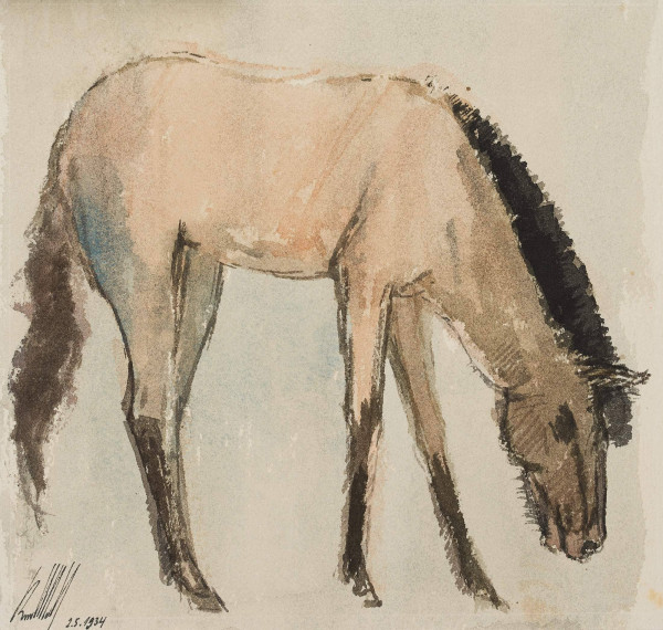 Wildpferd, Przewalski-Pferd