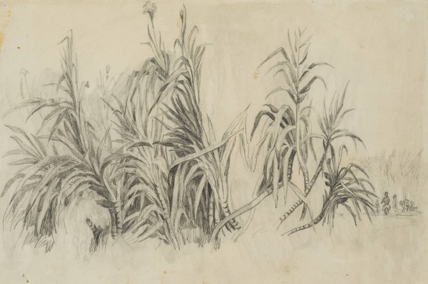 Zuckerrohrpflanzen und Arbeiter auf dem Feld