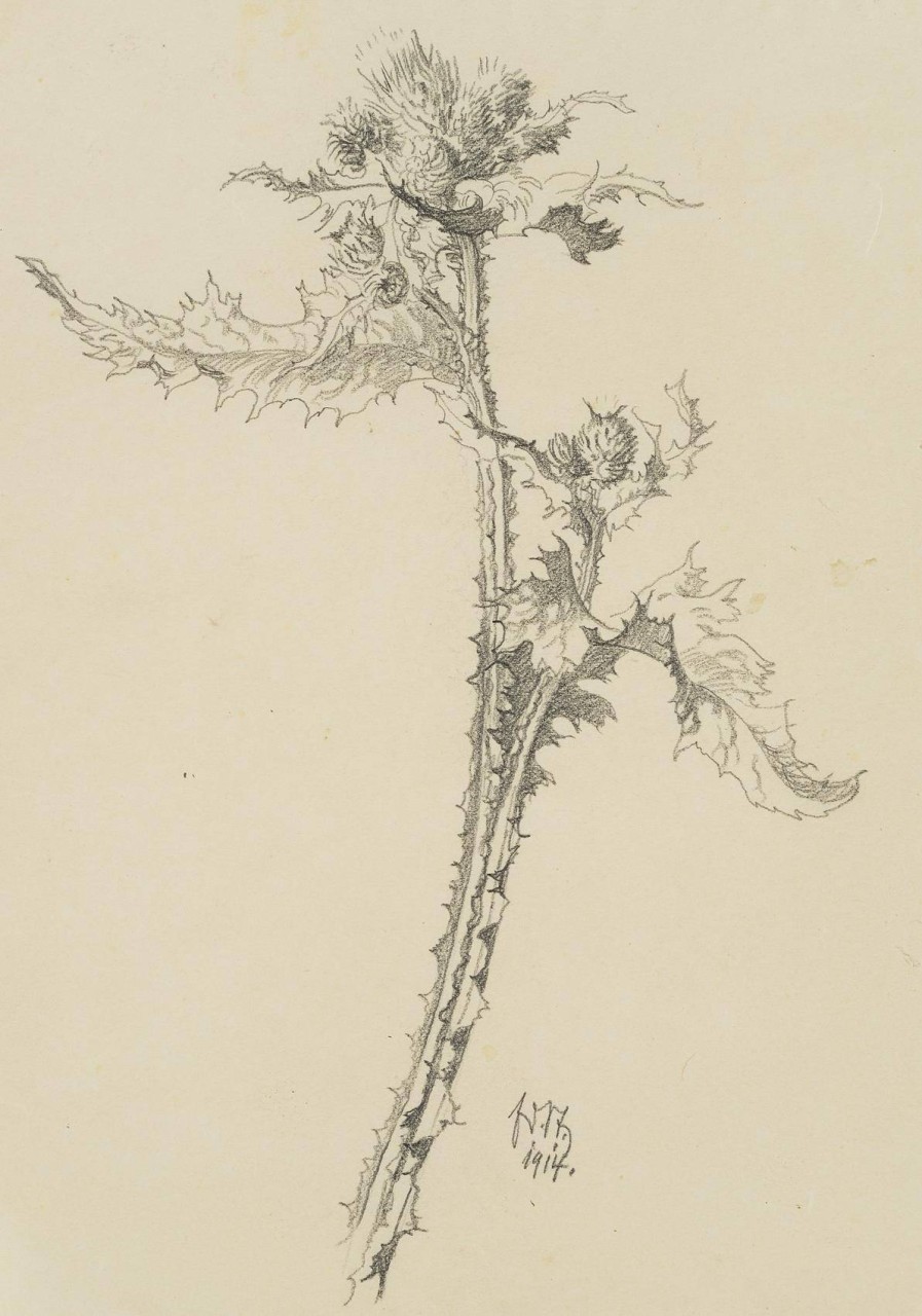 Ringdistel in der Blüte