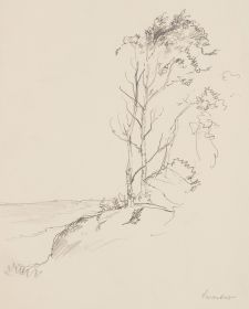 Baumgruppe auf Felsvorsprung. Küstenlandschaft