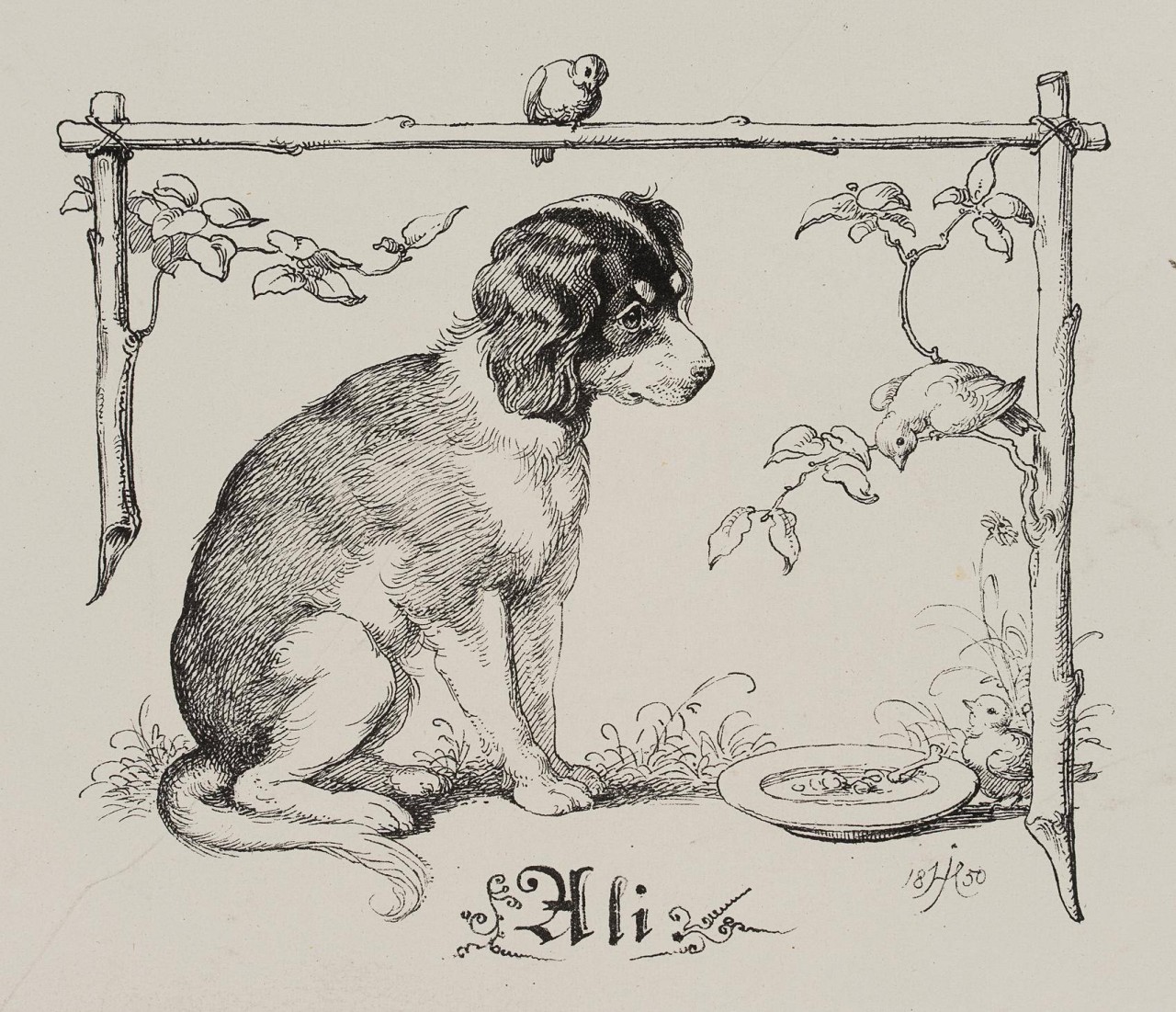 Der Familienhund Ali