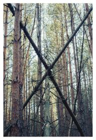 Wald X