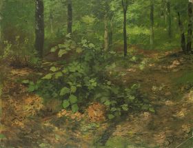 Waldbodenstrauch im Sommerwald