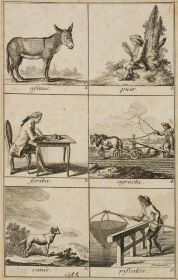 Illustration lateinischer Genera