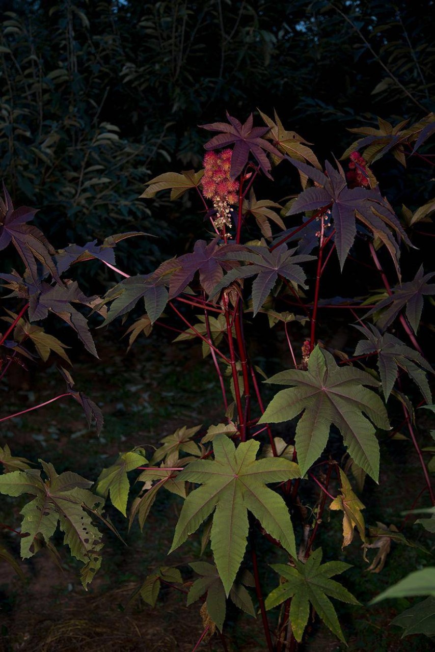 Castorplant II