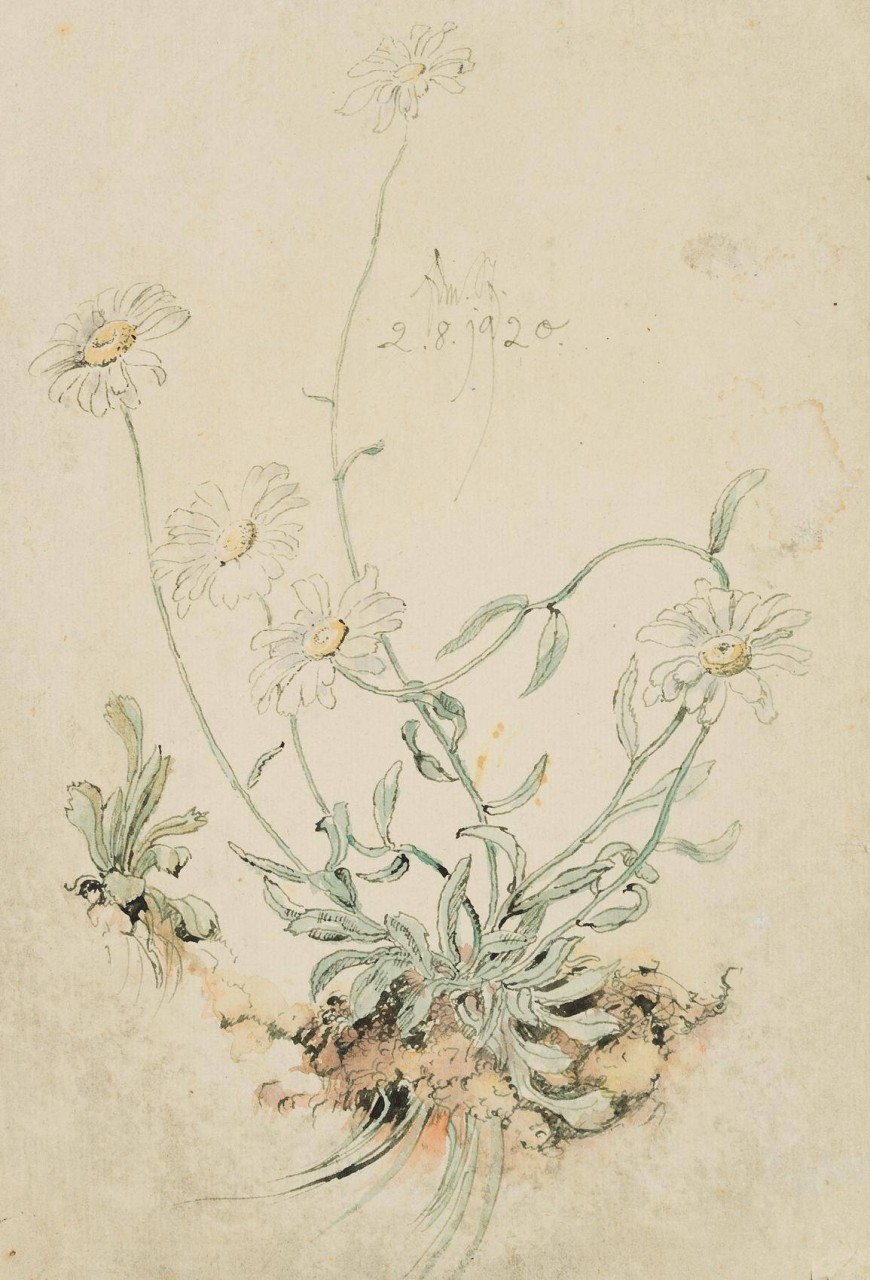 Wild blühende Margeriten