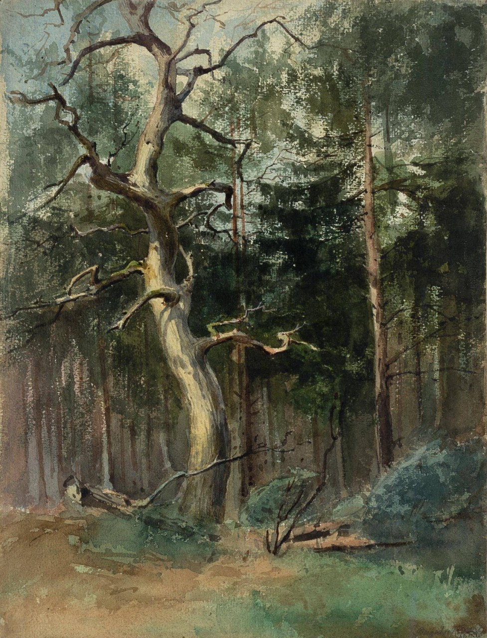Kahler Baum an einer Lichtung