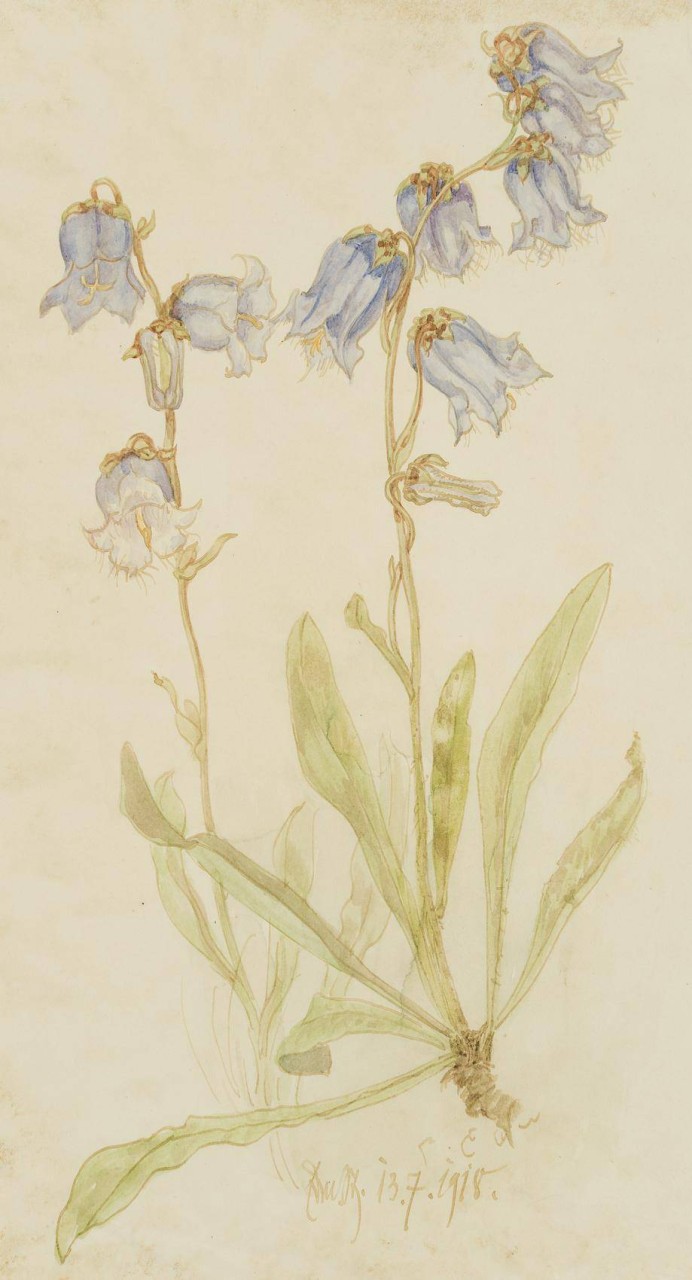 Blaue Glockenblumen