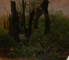 Kopfweiden im Wald