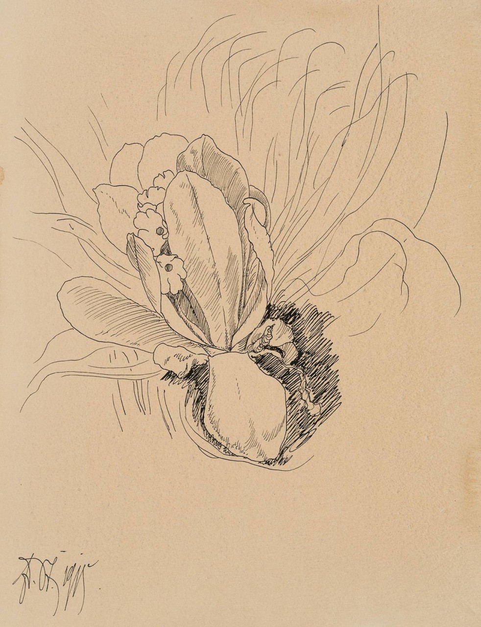 Sich öffnende Magnolienblüte