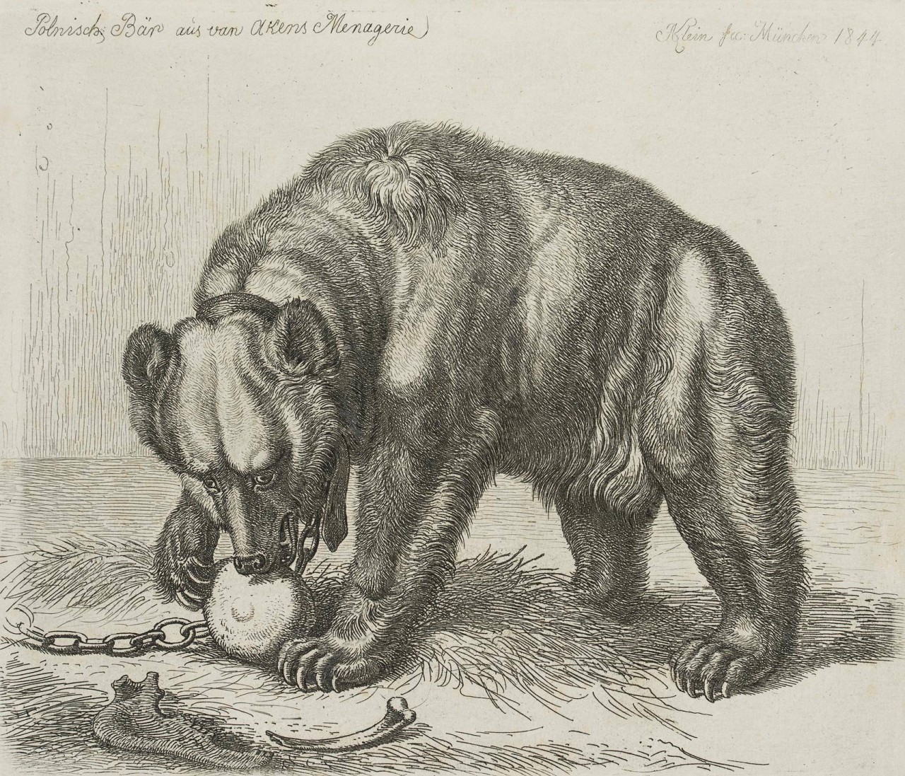 Polnisch: Bär aus van Akens Menagerie