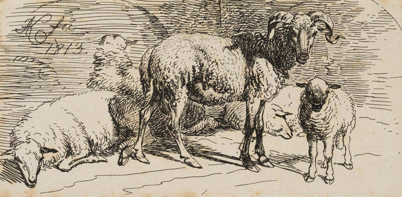 Widder und Lamm