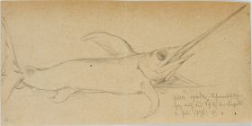 Ein Schwertfisch