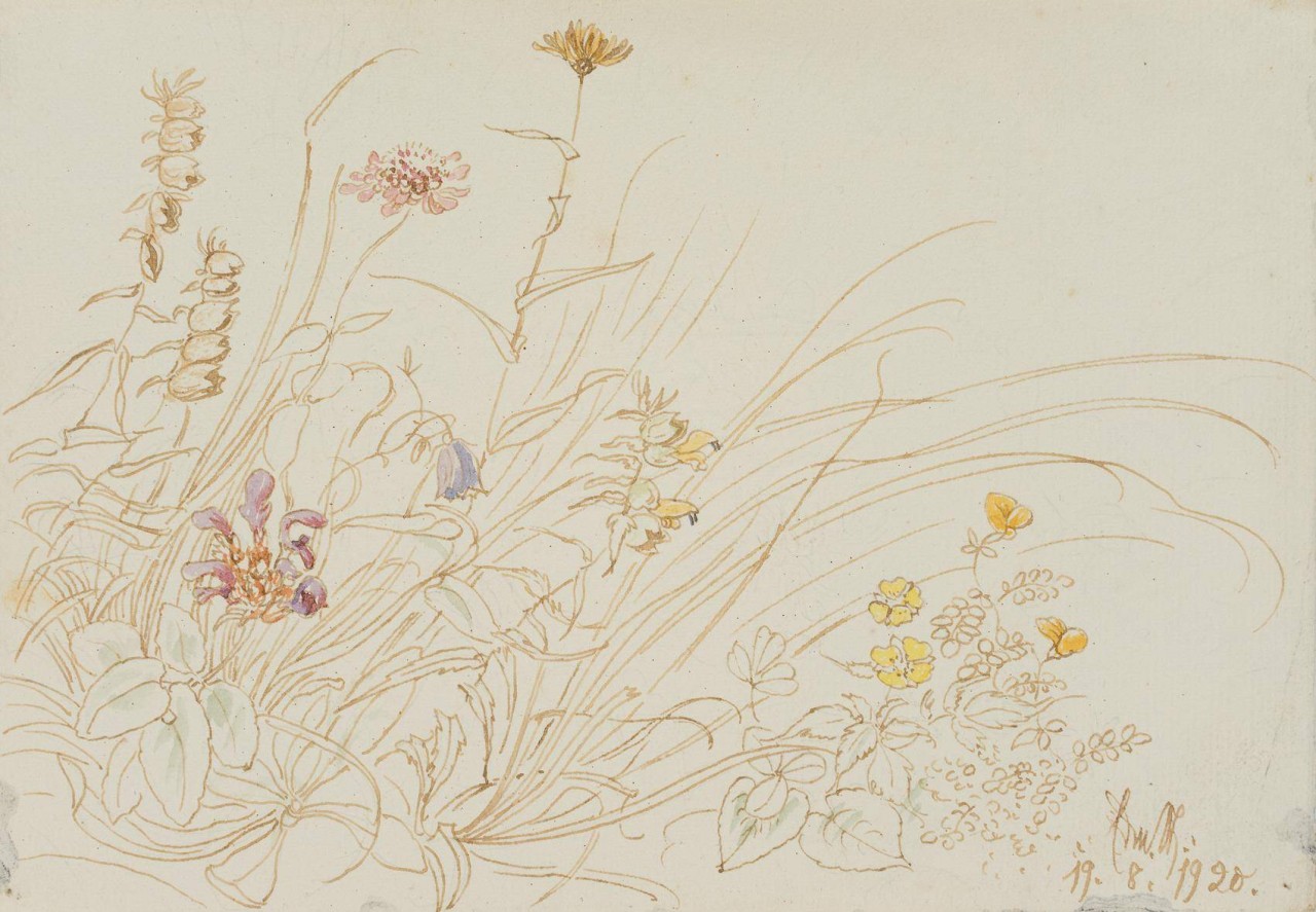 Wiesenblumen