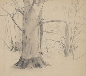 Studie eines breiten Baums