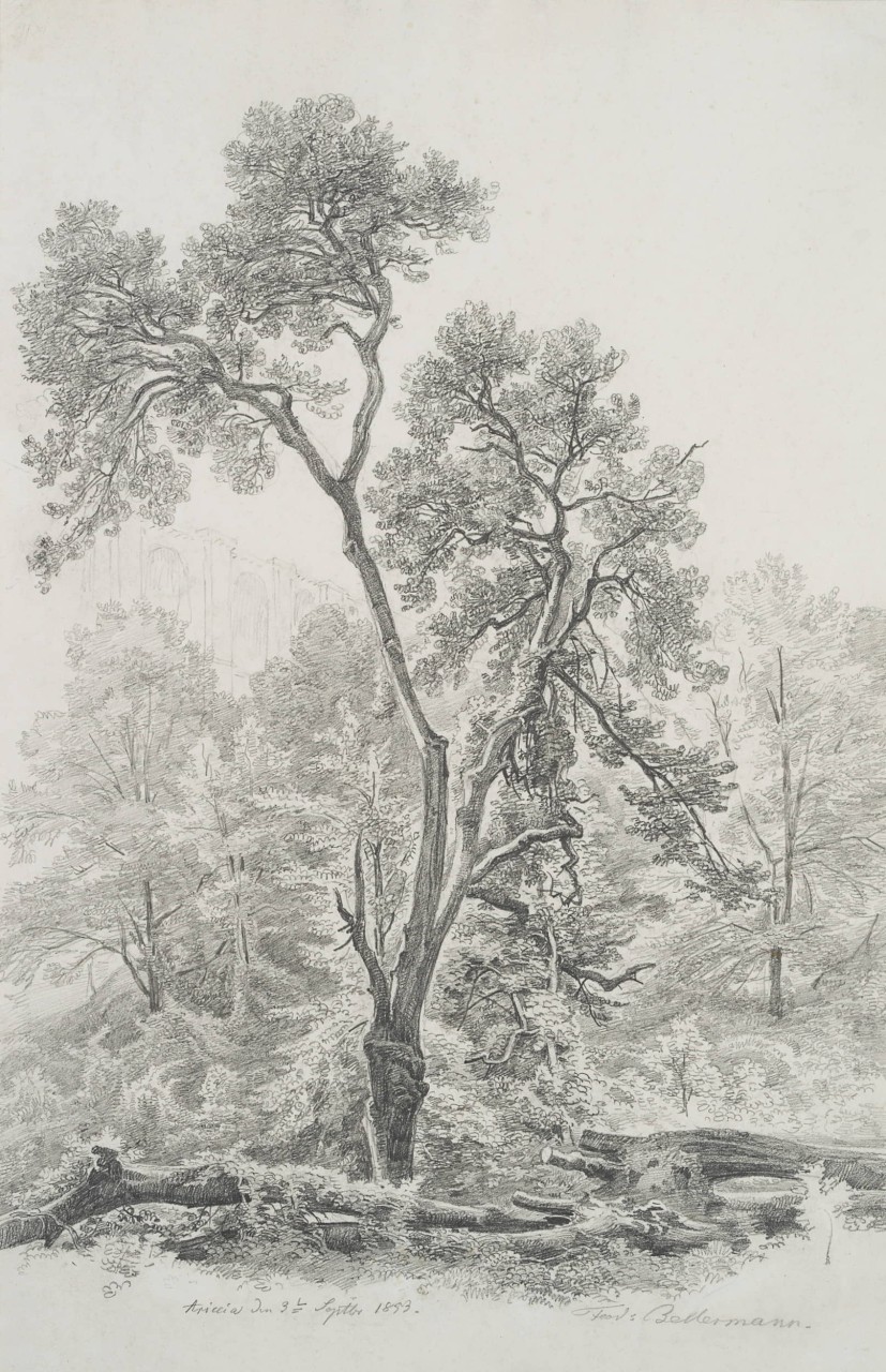 Baum in Ariccia