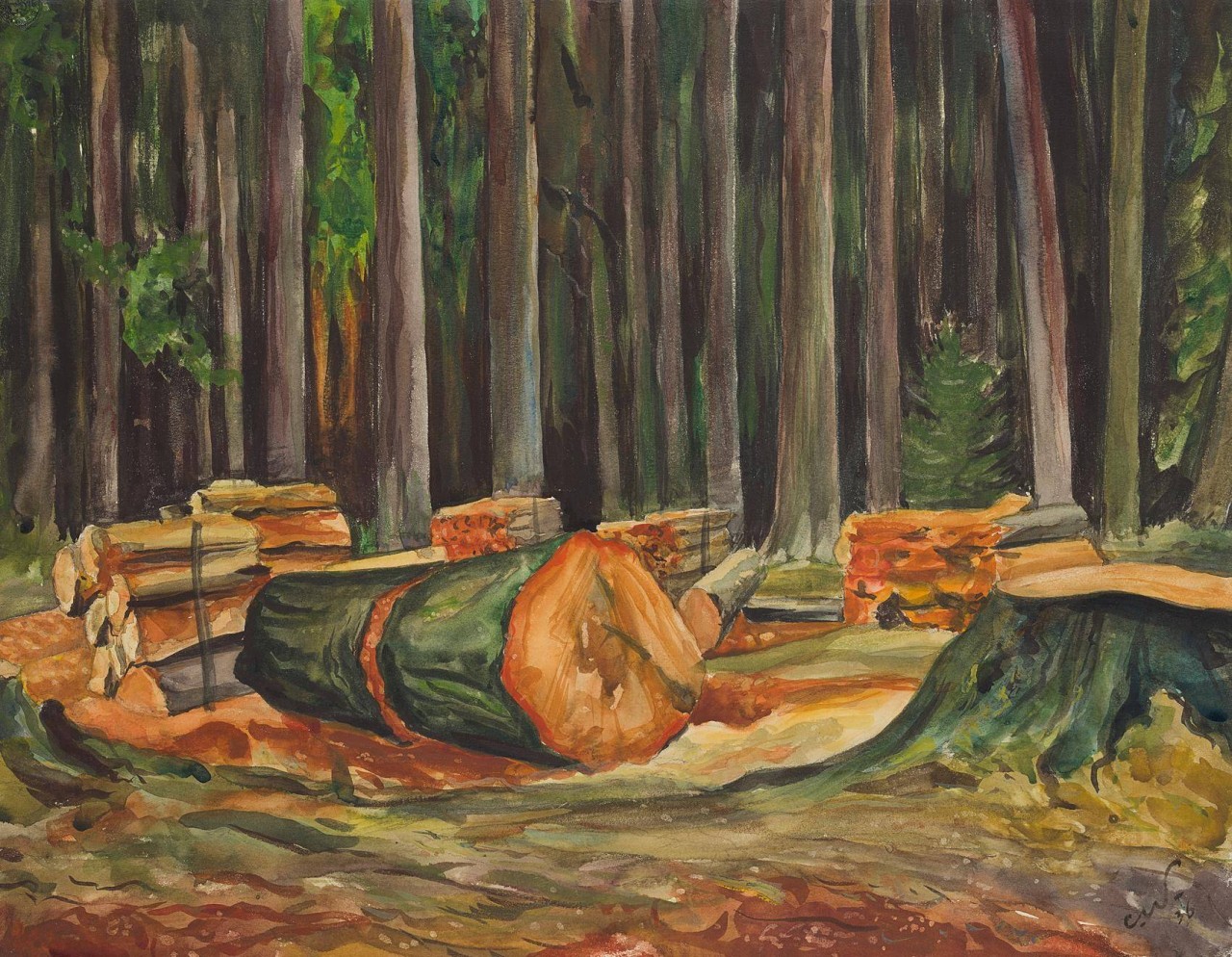 Gefällte Bäume im Wald
