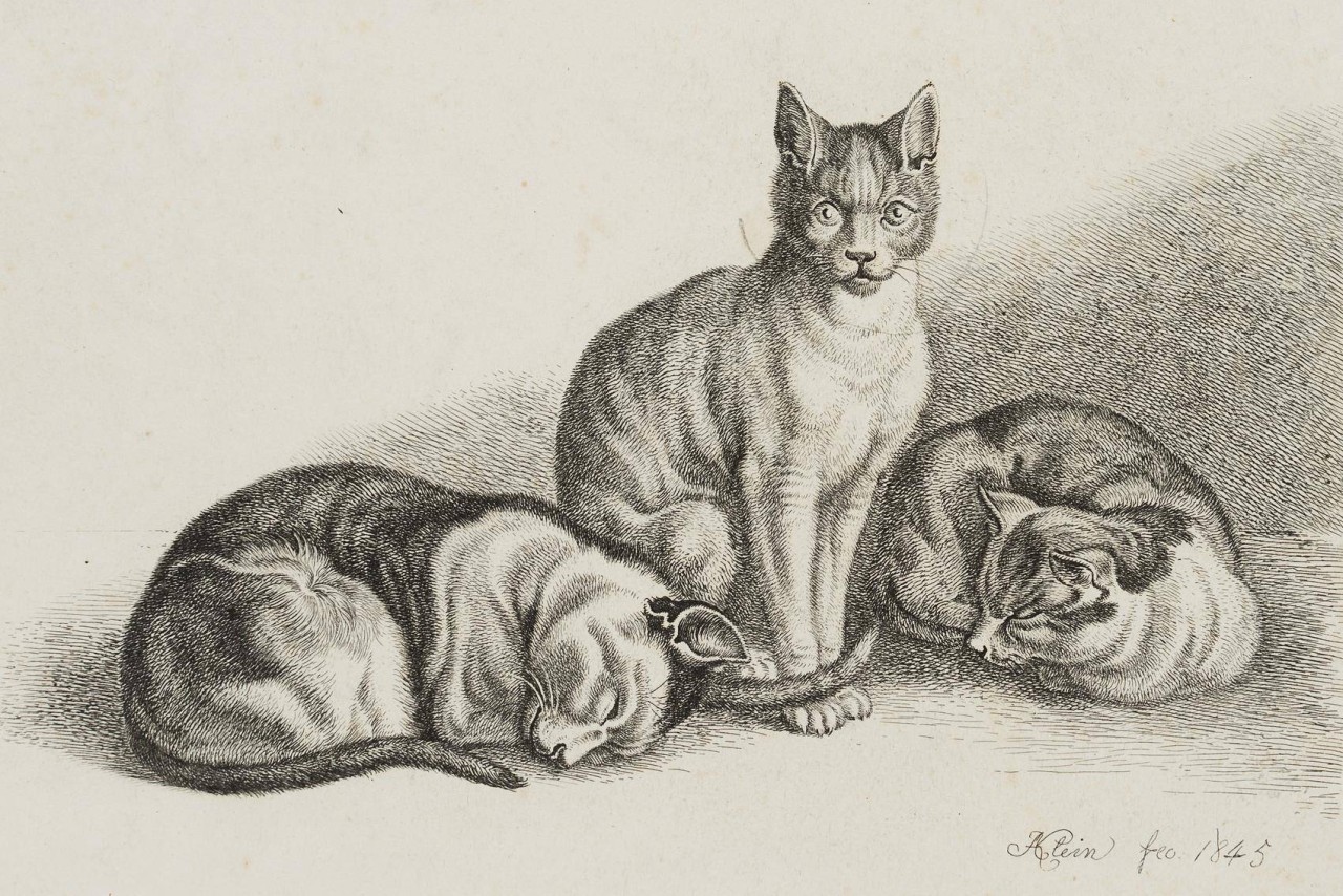 Die drei Katzen