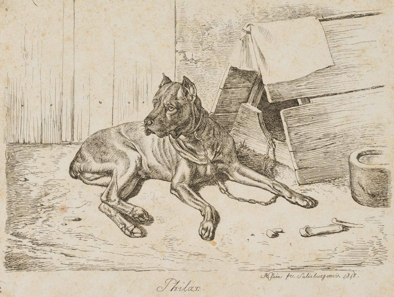 Philax, Liegender Hatzhund