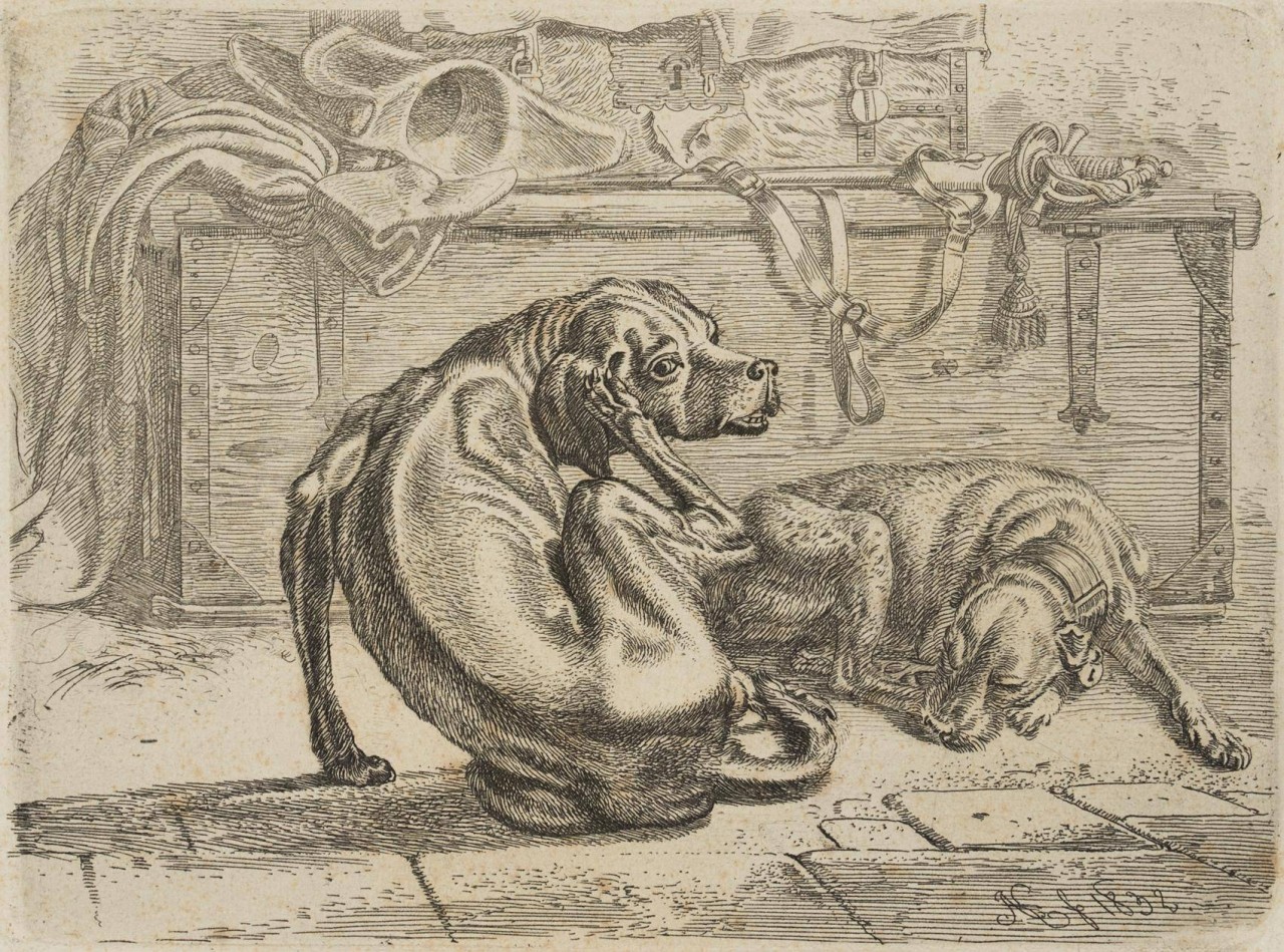 Die Hunde bei der Kiste