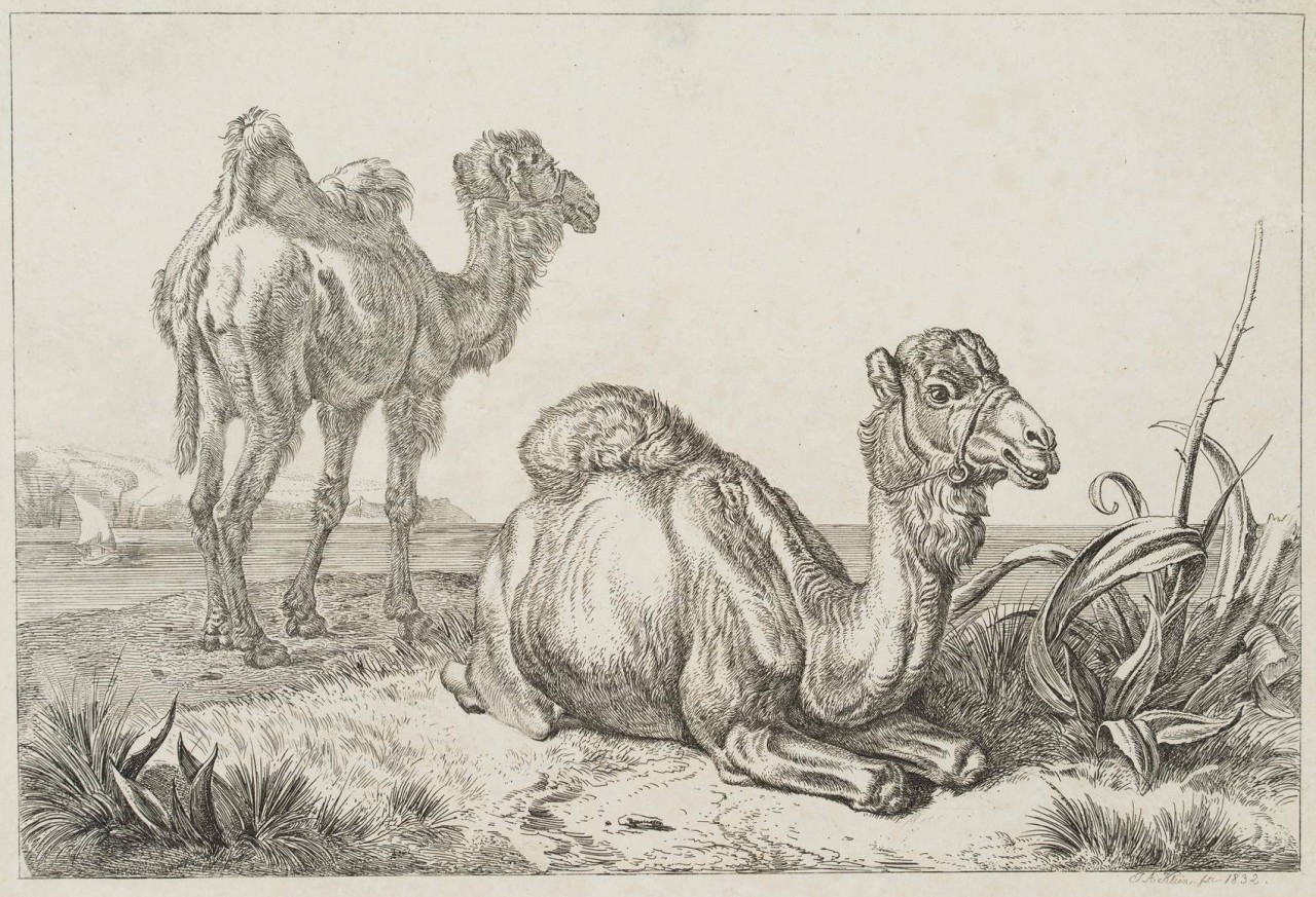 Kamel und Dromedar in Schönbrunn