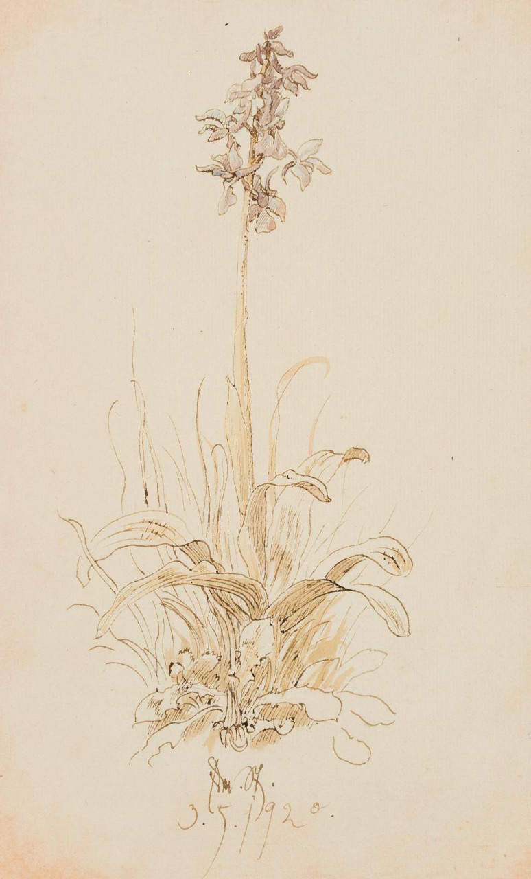 Blühende Hyazinthe