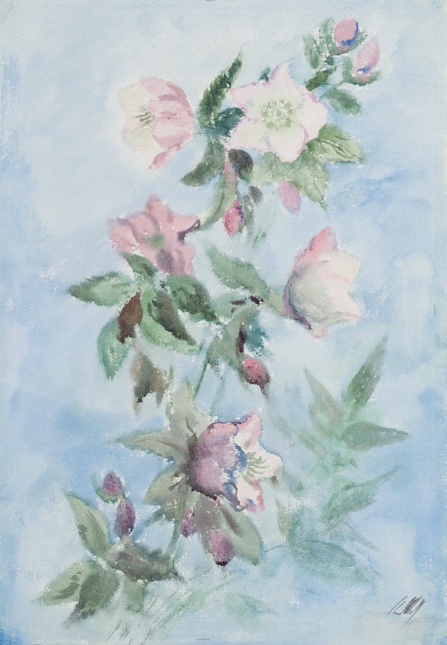 Schneerose