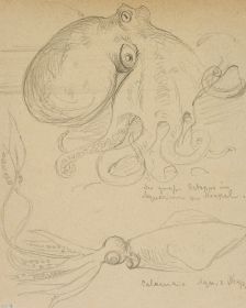 Großer Octopus und Tintenfisch