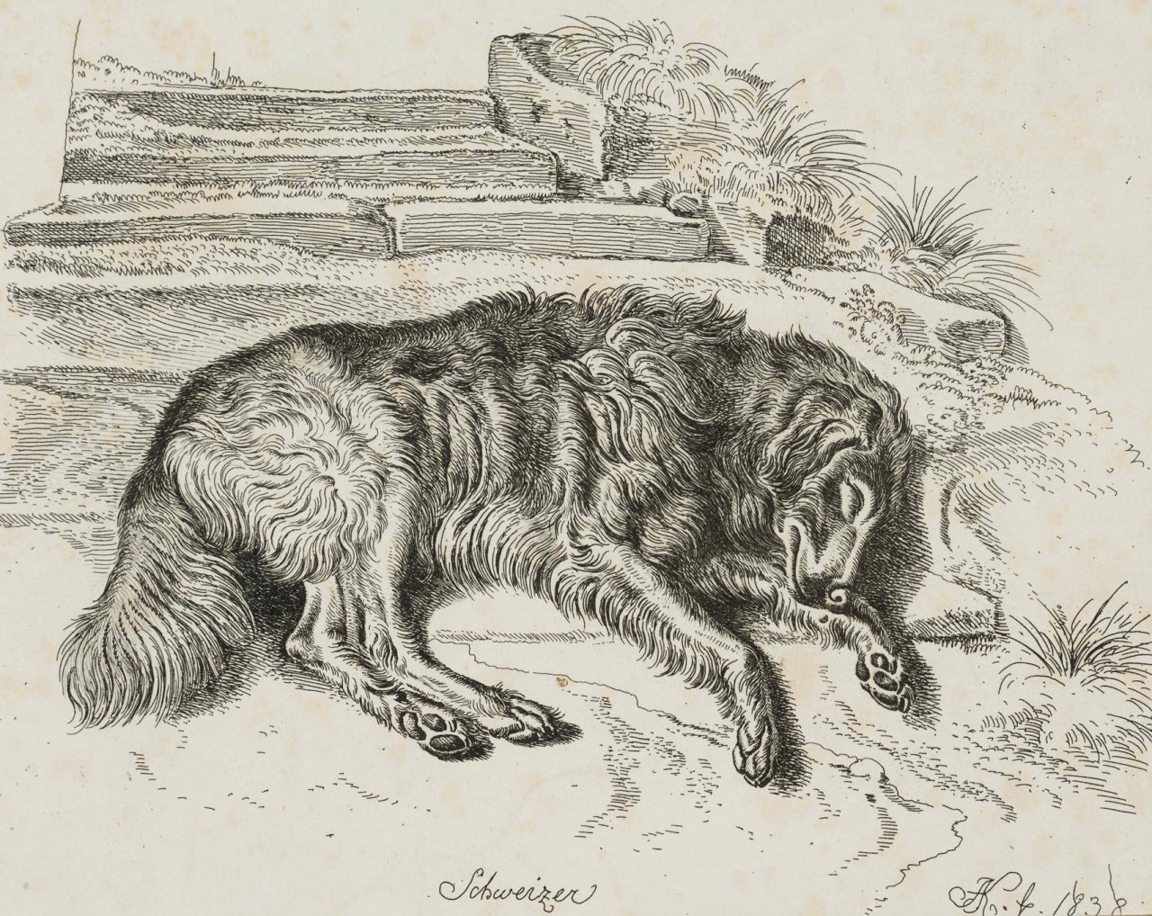 Schweizer, Liegender Hütehund