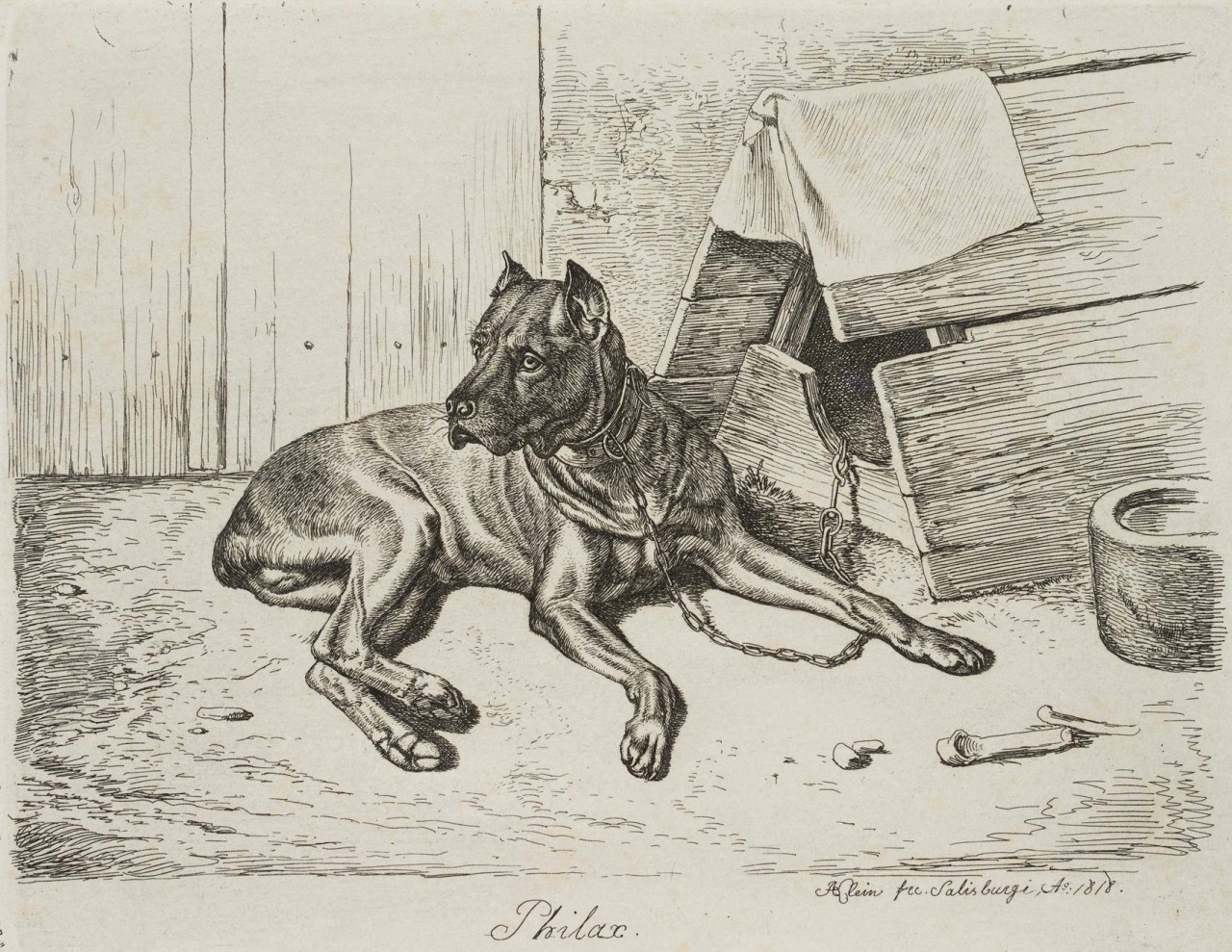 Philax, liegender Hatzhund