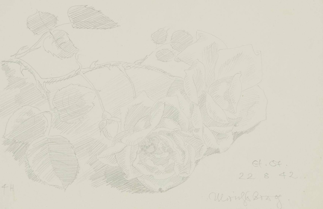Rosen
