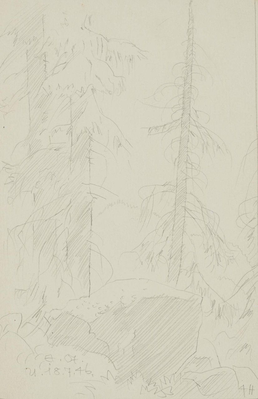 Tannen im Wald