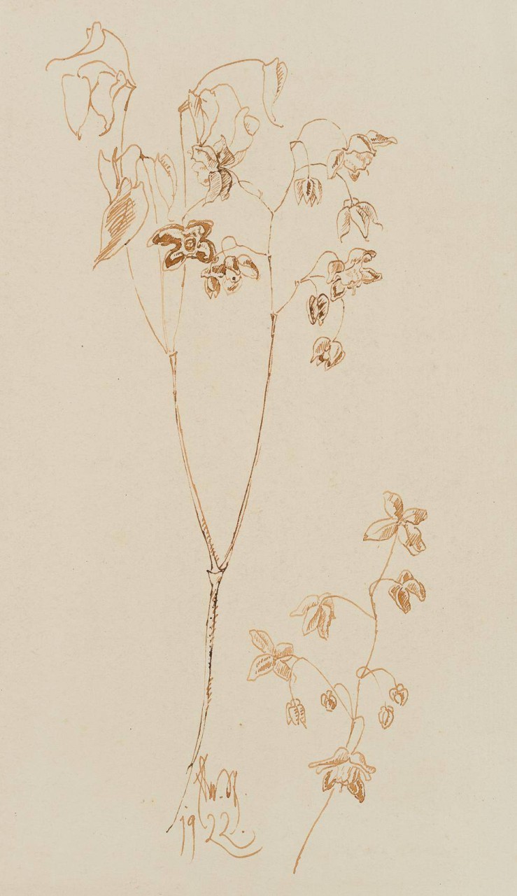 Zarte Fuchsien