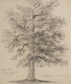 Baum nach dem Sturm