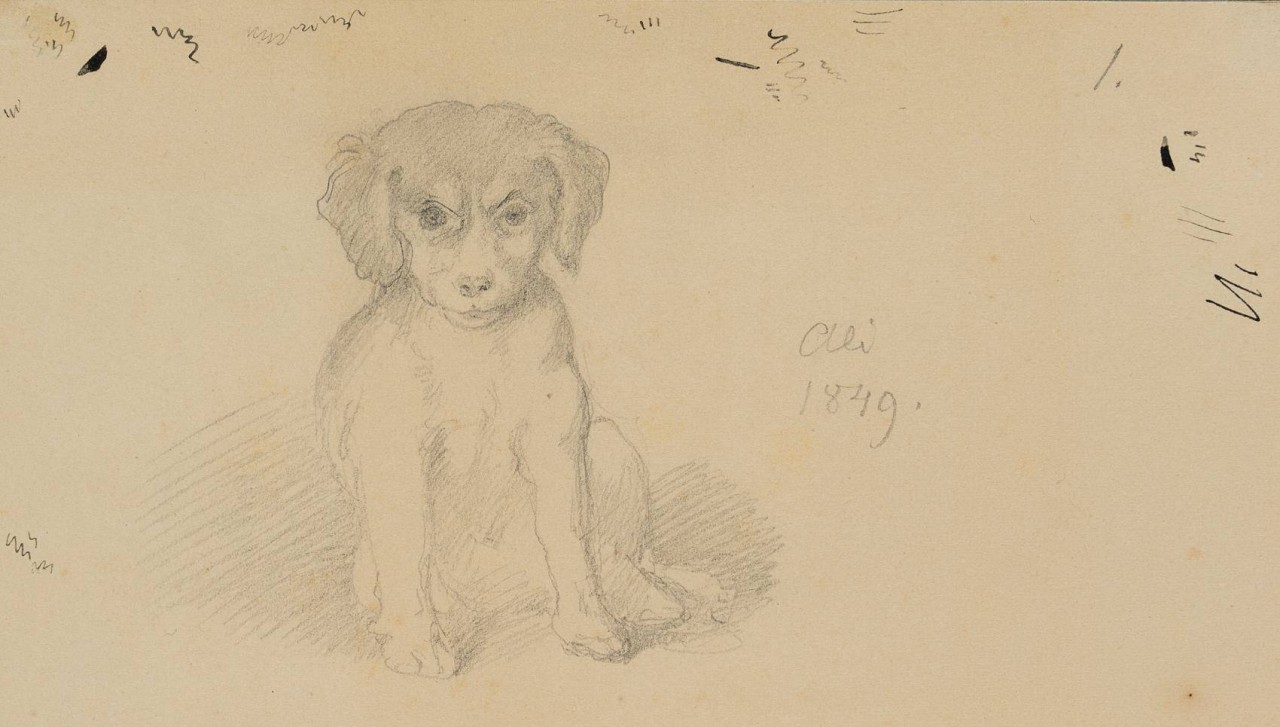 Der Familienhund Ali